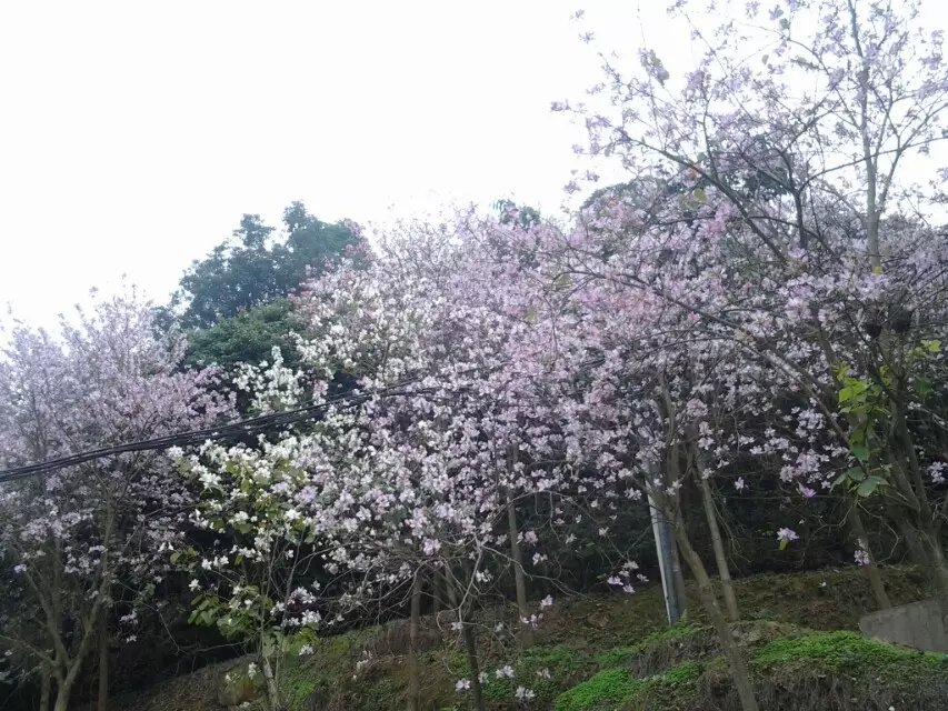 莊杰化工天麓湖生態(tài)公園一日游——禾雀花開(kāi)，氣象萬(wàn)新